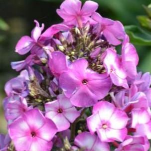 Phlox paniculata 'Fantasy' ~ Sweet Summer™ Fantasy Garden Phlox-ServeScape