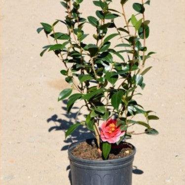 Camellia japonica 'Flame' ~ Flame Camellia-ServeScape