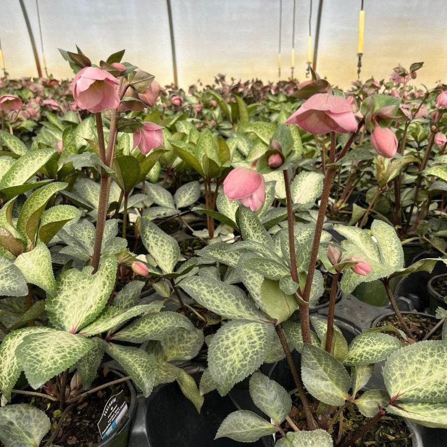 Helleborus x hybridus 'EPB 29' ~ FrostKiss™ Dorothy's Dawn® Lenten Rose-ServeScape