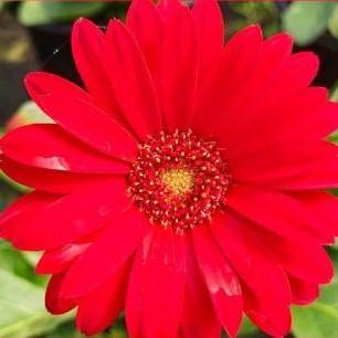 Gerbera 'Sweet Love' ~ Garvinea® Sweet Love Gerbera-ServeScape
