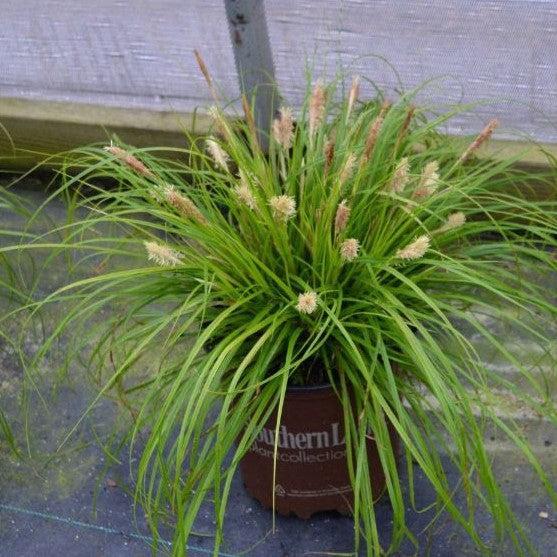 Carex oshimensis 'Everillo' PP#21,002 ~ EverColor® Everillo Sedge-ServeScape