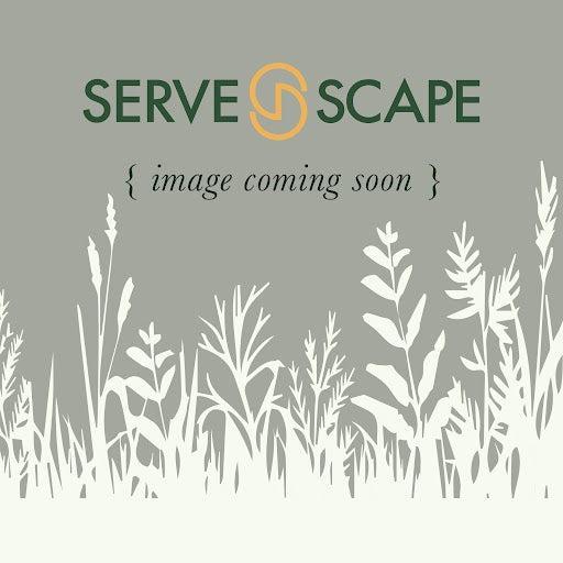 Sedum spurium 'Moonshine' ~ Moonshine Stonecrop-ServeScape