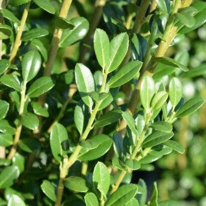 Ilex crenata 'PIIIC-I' PP29,578 ~ First Editions® Straight and Narrow® Japanese Holly-ServeScape