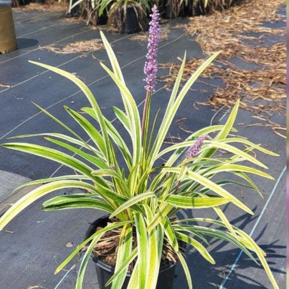 Liriope muscari 'Variegata' ~ Variegated Lily Turf