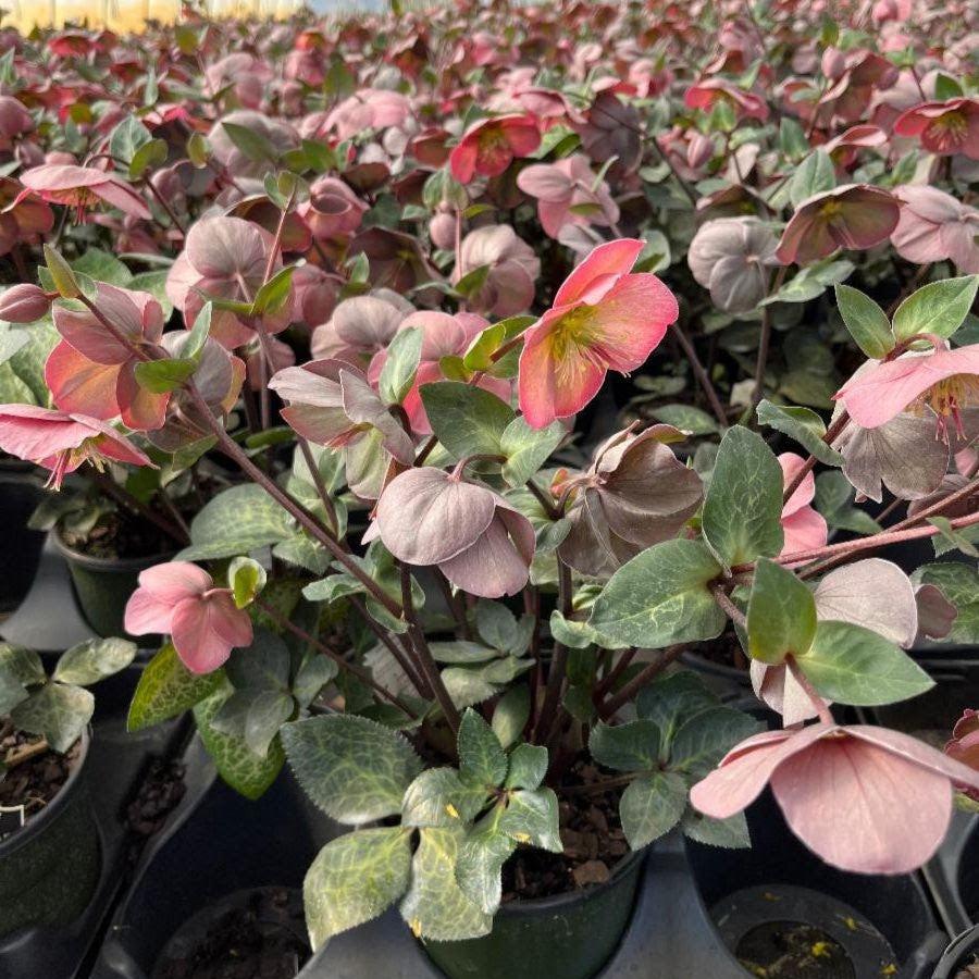Helleborus x hybridus 'ABCRD01' ~ FrostKiss™ Penny's Pink® Lenten Rose-ServeScape