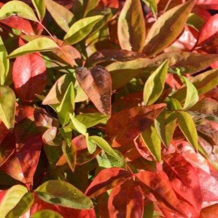 Nandina domestica 'Firepower' ~ Firepower Heavenly Bamboo-ServeScape