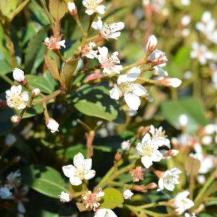 Rhaphiolepis indica 'Snow White' ~ Snow White Indian Hawthorn-ServeScape