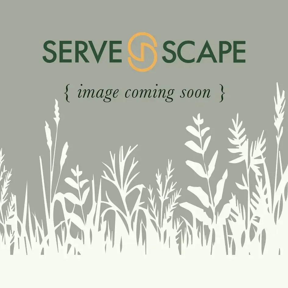 Chamaecyparis obtusa 'Gold Shadow' ~ Gold Shadow Hinoki Cypress-ServeScape