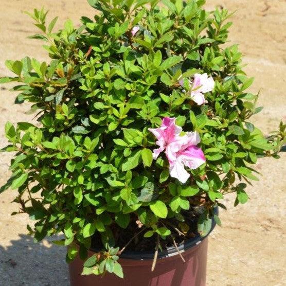 Rhododendron ‘Conlep’ ~ Encore® Autumn Twist™ Azalea-ServeScape