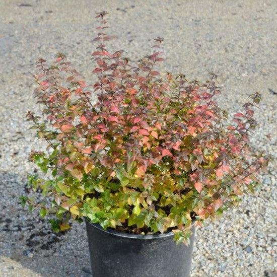 Abelia x chinensis 'Rose Creek' ~ Rose Creek Abelia-ServeScape