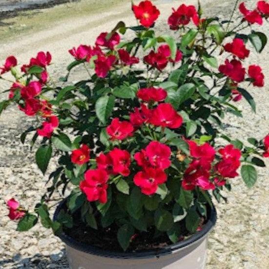 Rosa 'Meidelvega' ~ Scarlet Drift® Rose-ServeScape