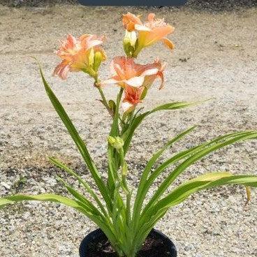 Hemerocallis 'Siloam Double Classic' ~ Siloam Double Classic Daylily-ServeScape