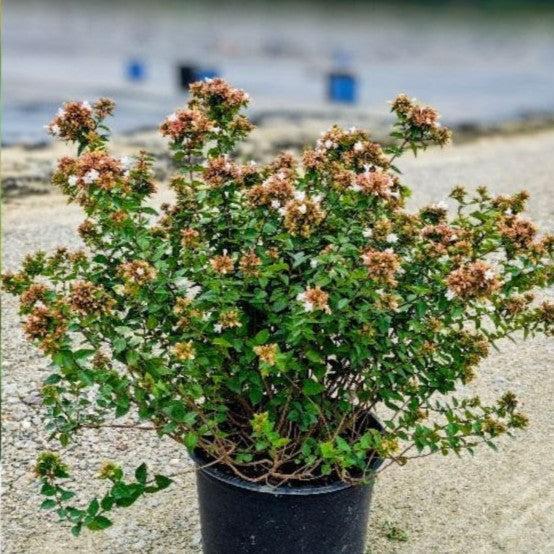 Abelia x chinensis 'Rose Creek' ~ Rose Creek Abelia-ServeScape