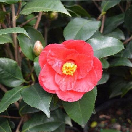 Camellia japonica 'Flame' ~ Flame Camellia-ServeScape