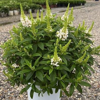 Buddleia davidii ‘BotEx 003’ PP34,525 ~ Butterfly Candy™ Lil' Coconut™ Butterfly Bush-ServeScape
