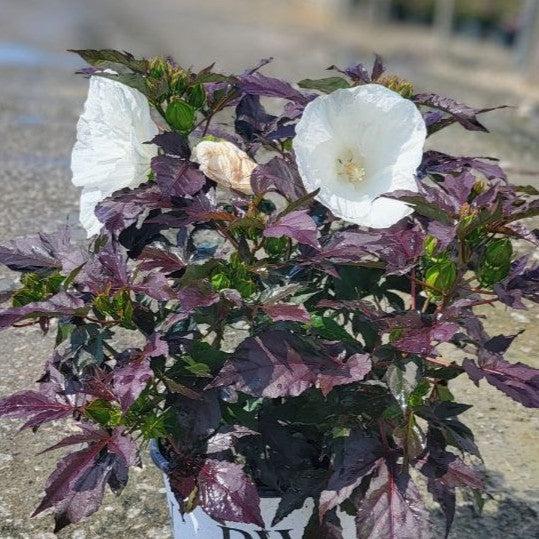 Hibiscus 'Cookies and Cream' ~ Summerific® Cookies and Cream Hibiscus-ServeScape