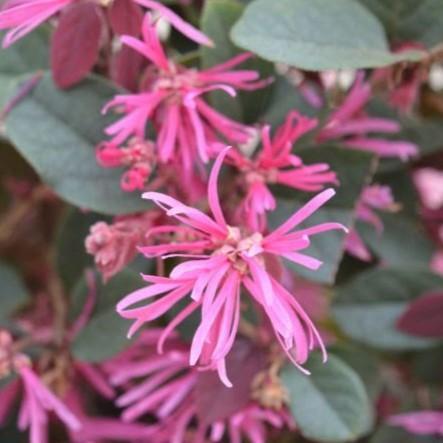 Loropetalum chinense 'Sizzling Pink' ~ Sizzling Pink Fringe Flower