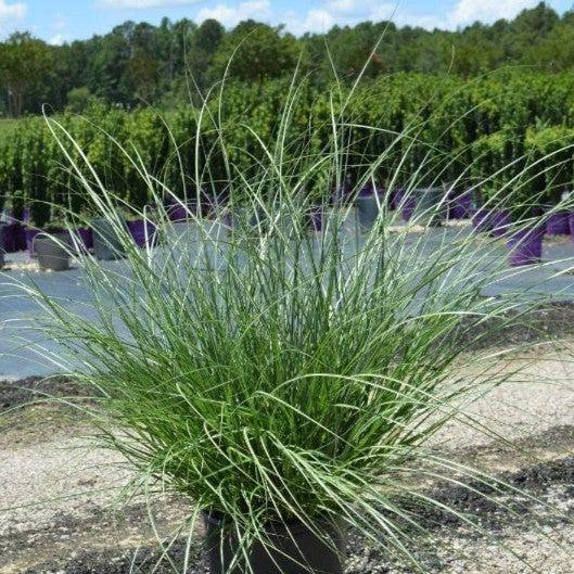 Miscanthus sinensis 'Adagio' ~ Adagio Maiden Grass-ServeScape