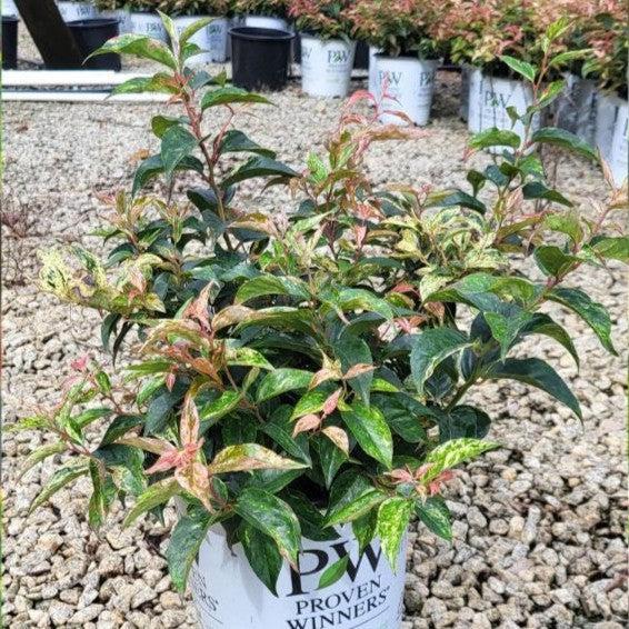 Leucothoe fontanesiana 'SMNLFGRV' ~ Paisley Pup® Leucothoe-ServeScape