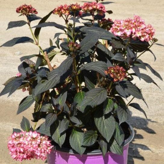 Hydrangea macrophylla 'Bailmacseven' ~ Eclipse® Hydrangea-ServeScape