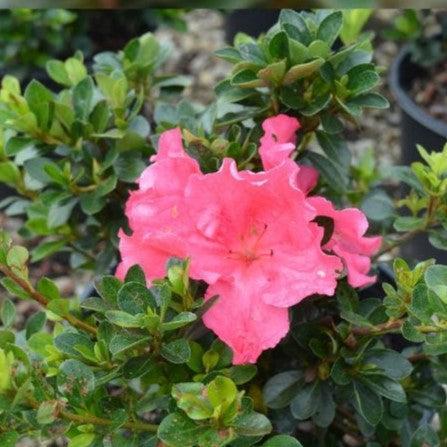 Rhododendron 'Conversation Piece’ ~ Conversation Piece Azalea-ServeScape