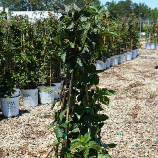 Rubus 'Ponca' PP33330 ~ Taste of Heaven™ Thornless Blackberry-ServeScape