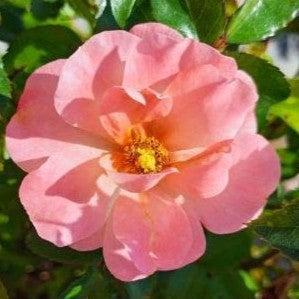 Rosa ‘Meiggili' PP18,542 ~ Peach Drift® Rose-ServeScape