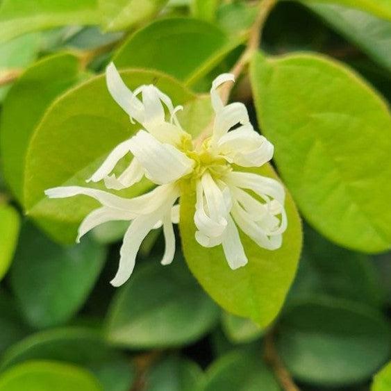 Loropetalum chinense 'Shang-white' ~ Emerald Snow® Fringe Flower-ServeScape