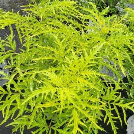 Sambucus racemosa 'SMNSRD4' ~ Lemony Lace® Elderberry-ServeScape