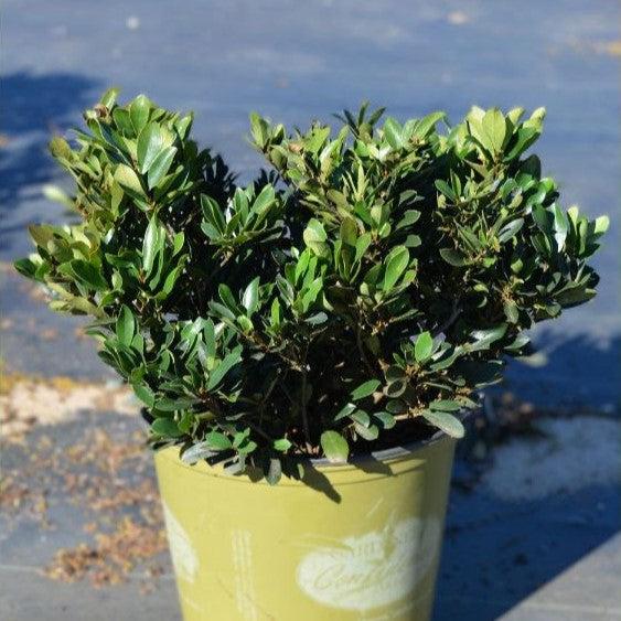 Distylium 'PIIDIST-II' PP4,409 ~ Blue Cascade® Evergreen Distylium-ServeScape