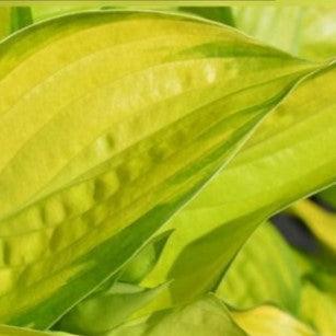 Hosta 'Stained Glass' ~ Stained Glass Hosta-ServeScape