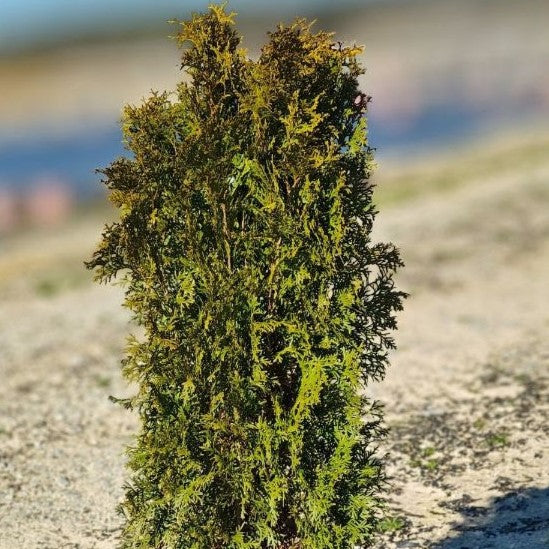 Thuja occidentalis 'RUTTHU5' ~ First Editions® Tall Guy™ Arborvitae