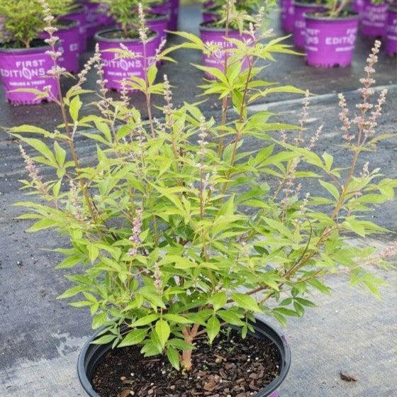 Vitex agnus-castus 'Bailtexthree' PP35259’ ~ First Editions® Queen Bee® Chaste Tree-ServeScape