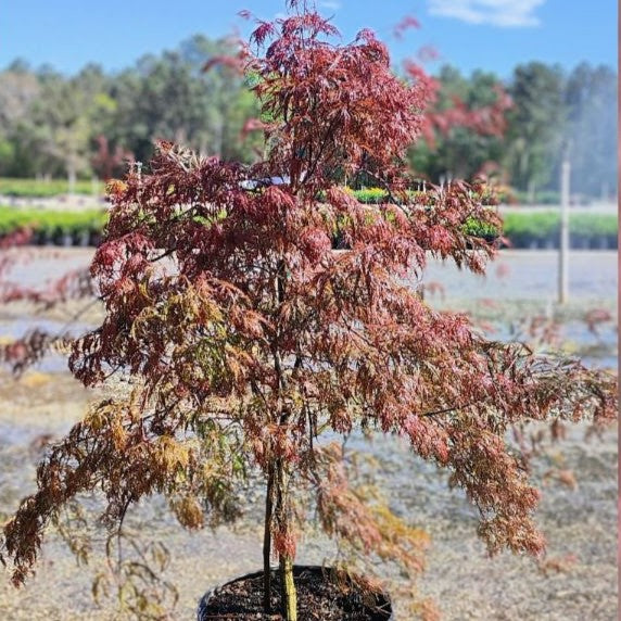 Acer palmatum var. dissectum 'Crimson Queen' ~ Crimson Queen Japanese Maple-ServeScape