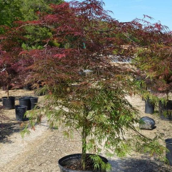 Acer palmatum var. dissectum 'Inaba-shidare' ~ Inaba-shidare Japanese Maple-ServeScape