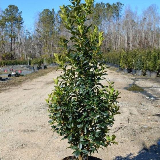 Ilex 'Magden' PP30451 ~ Golden Oakland® Holly-ServeScape