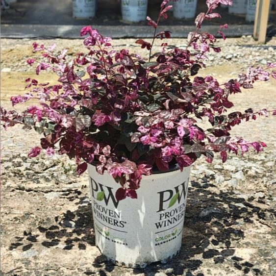 Loropetalum chinense 'Irodori' ~ Jazz Hands Variegated® Fringe Flower-ServeScape