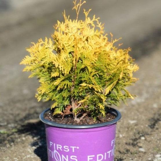 Thuja occidentalis 'RUTTHU3' PP35,206 ~ First Editions® Lemon Burst® Arborvitae-ServeScape