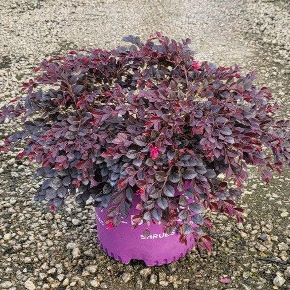 Loropetalum chinense var. rubrum 'PIILC-I' PP25,534 ~ First Editions® Crimson Fire™ Fringe Flower-ServeScape
