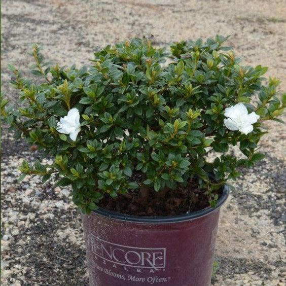 Rhododendron ‘Mootum’ ~ Encore® Autumn Moonlight™ Azalea-ServeScape