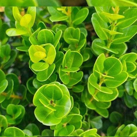 Buxus ‘SB300’ PP32421 ~ NewGen™ Freedom® Boxwood-ServeScape
