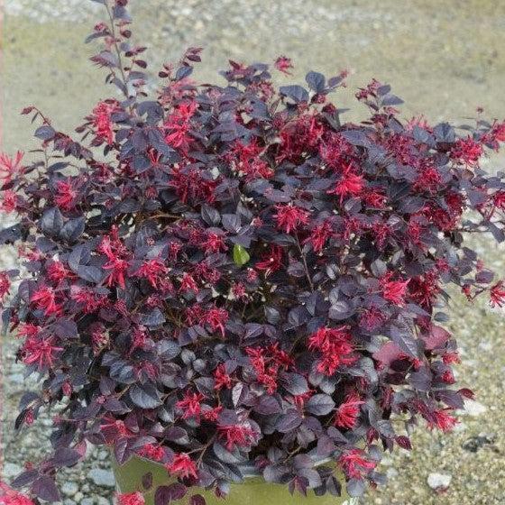 Loropetalum chinense 'Chang Nian Hong' ~ Ever Red® Fringe Flower-ServeScape