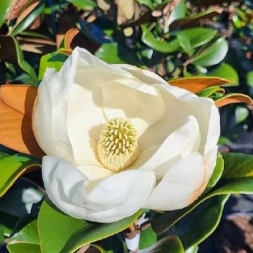 Magnolia grandiflora 'Southern Charm' PP#13,049 ~ Teddy Bear® Magnolia