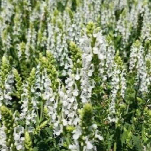 Salvia nemorosa 'Schneehügel' ~ Snow Hill Meadow Sage-ServeScape