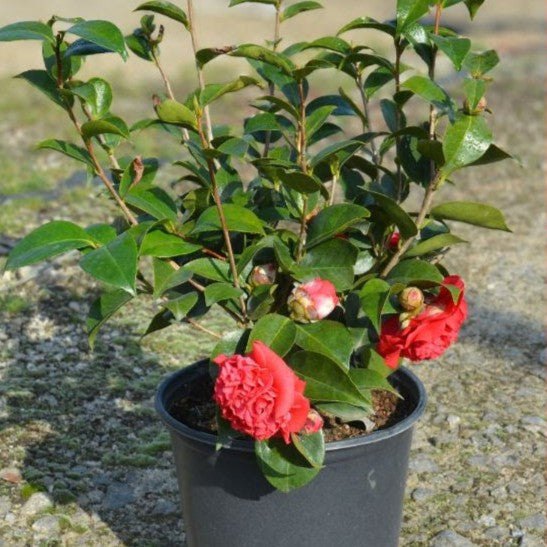 Camellia japonica 'Professor Charles S Sargent' ~ Professor Sargent Camellia