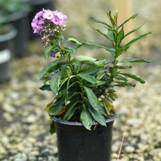 Phlox paniculata 'Fantasy' ~ Sweet Summer™ Fantasy Garden Phlox-ServeScape