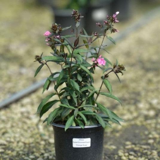 Phlox paniculata 'Sweet Summer Dream Orange Rose' ~ Sweet Summer® Dream™ Orange Rose Garden Phlox-ServeScape