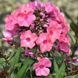 Phlox paniculata 'Sweet Summer Dream Orange Rose' ~ Sweet Summer® Dream™ Orange Rose Garden Phlox-ServeScape