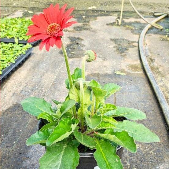 Gerbera 'Sweet Love' ~ Garvinea® Sweet Love Gerbera-ServeScape