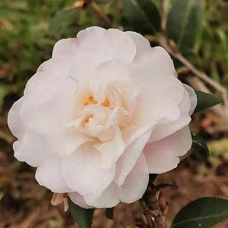 Camellia sasanqua 'Jean May' ~ Monrovia® Jean May Camellia-ServeScape
